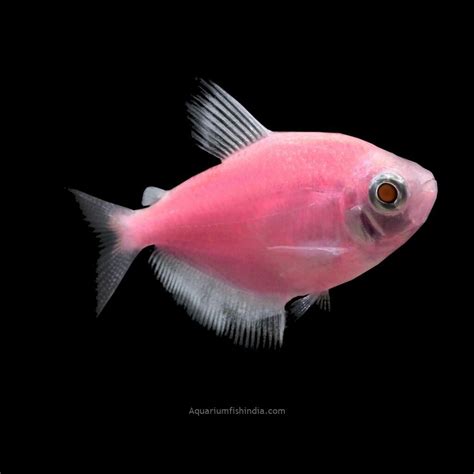 pink glow fish|how do glofish glow.